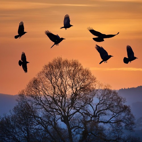 Paisajes Sonoros De Calma: Música Para Reflexionar