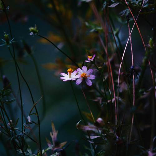 let the flowers dance (Explicit)