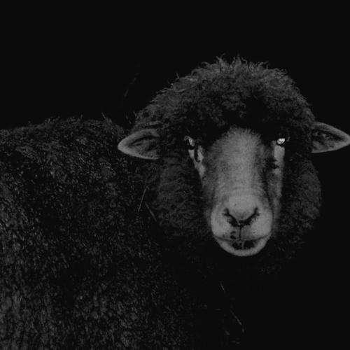 BLACK SHEEP (Explicit)
