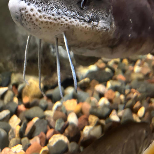 All I Need Is You (La la la la la) [Explicit]