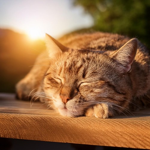 Compañeros Relajados: Hip Hop Para Mascotas