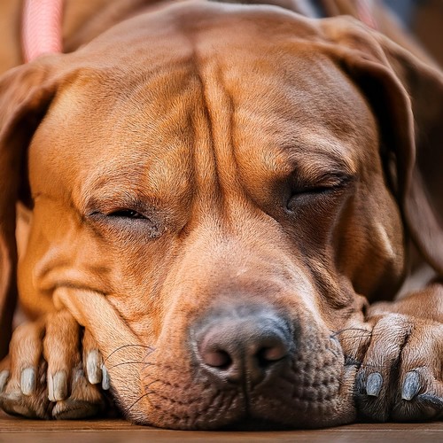 Music For Pets’ Gentle Dreams