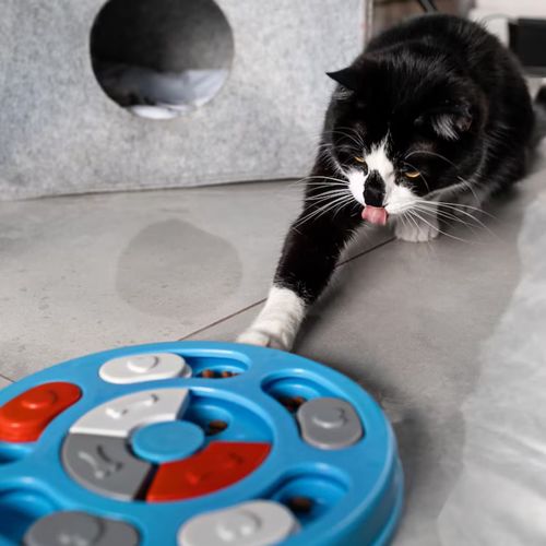 Behavior Therapy for Hyperactive Cats