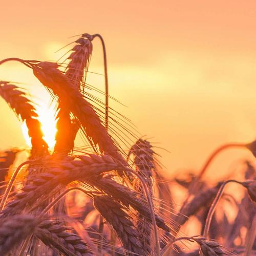 Late Night Lofi – Chill Music