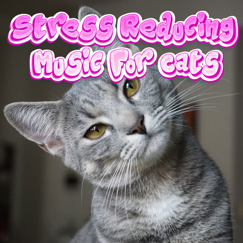 Kitty Cat Lullabies Relaxing Stress Reducing Music For Cats