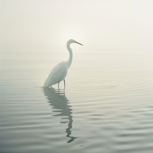 Coro De La Naturaleza: Aves Binaurales Junto Al Arroyo - 80 88 Hz