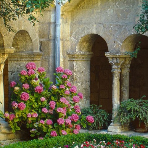 密林深处自然与音律06