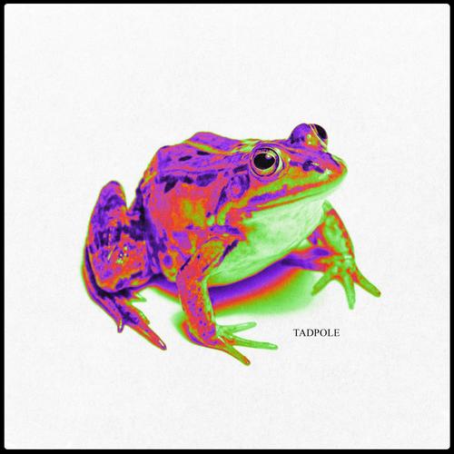 tadpole (Explicit)