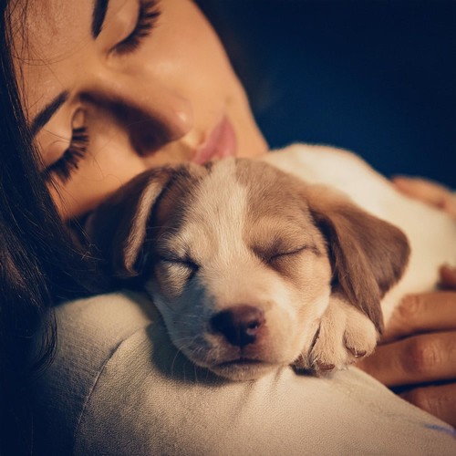 Música Calmante De Perros Para Relajarse