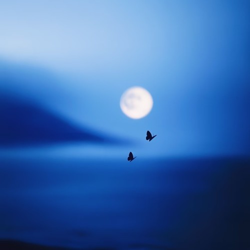 抖音热门最火的歌2026-特辑1.0