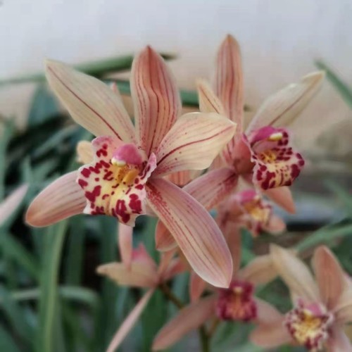 江南七怪的爵士