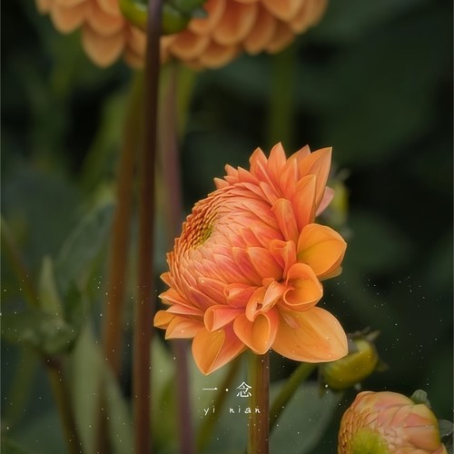 颂钵助眠｜催眠冥想音乐