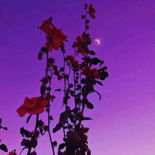 she's not into you (Explicit)