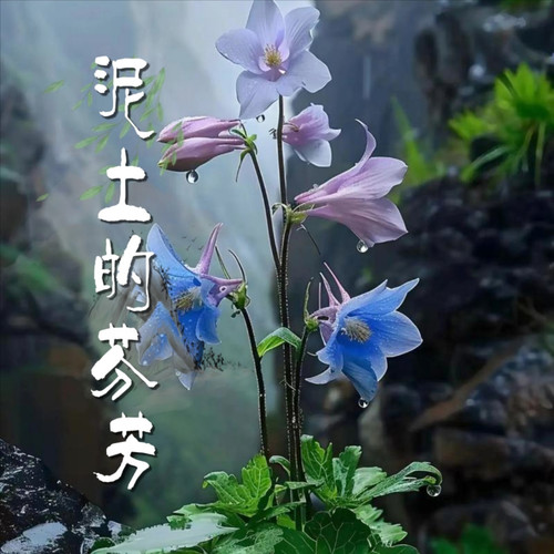 泥土的芬芳