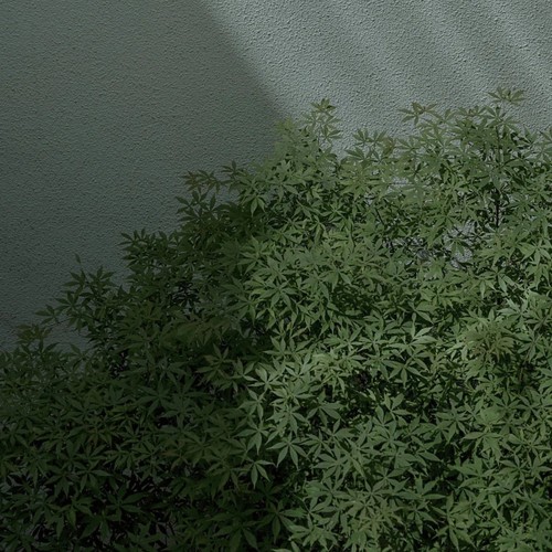 陌夕的翻唱小屋