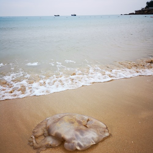 爱如潮水
