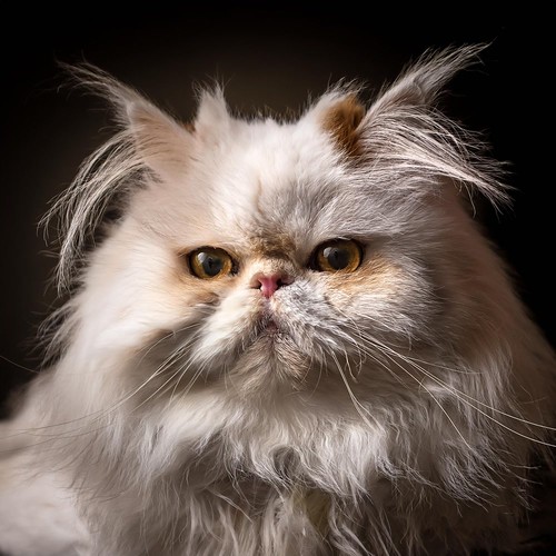 Música Tranquila Para Gatos Para Entornos Serenos