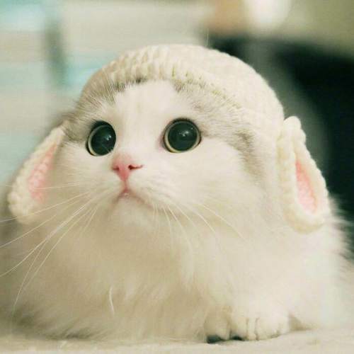 #冬日歌谣祭#落雪寻花