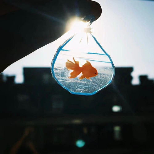 像鱼儿一样忘记烦恼