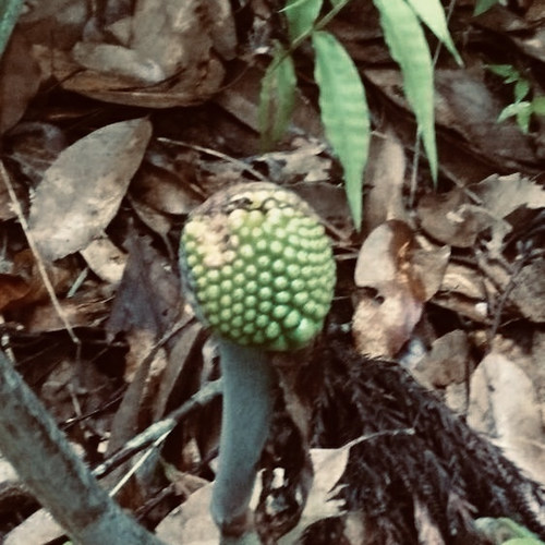 Recital Is Forever / 愛しい人