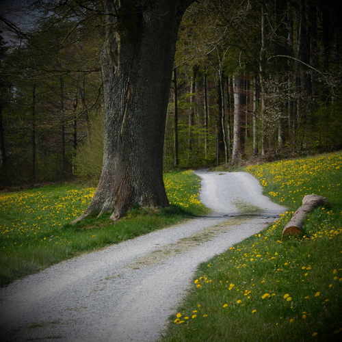 Road Back Home