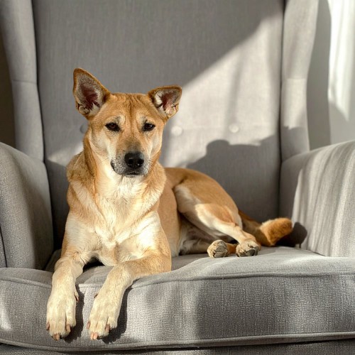 Ritmos Lofi Soñadores Para Relajar A Los Perros