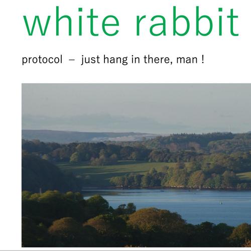 white rabbit