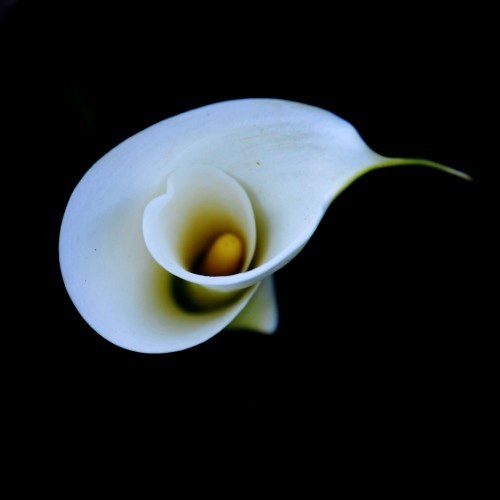 Henning's Last Dream