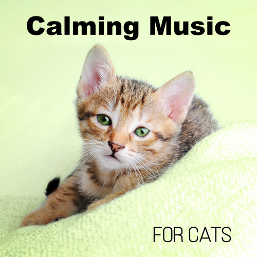 Calming Music for Cats - Relaxing Melodies to Calm Down Your Pet, Soothing Music
