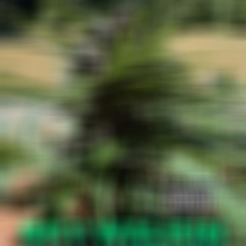 Sky Walkin (Explicit)