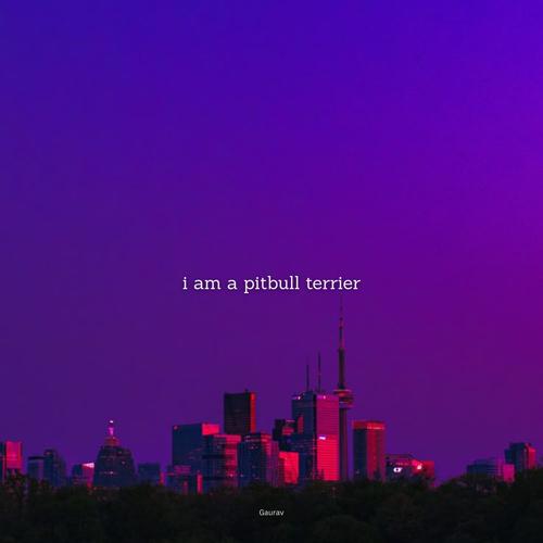i am a pitbull terrier