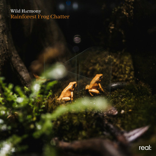 Rainforest Frog Chatter