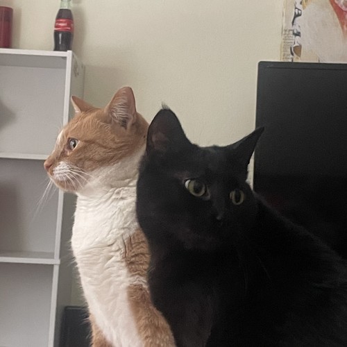 The Neptune Following