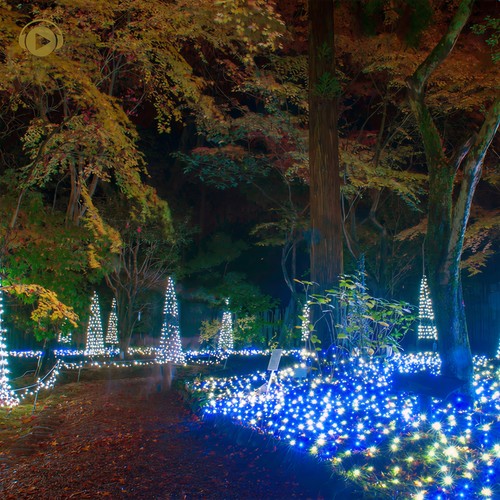 彩られた静かな森をゆっくりとお散歩