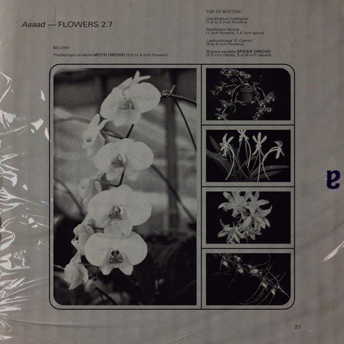 Asaad - Flowers 2.7
