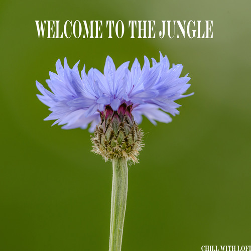 Welcome to the Jungle