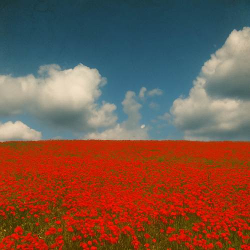 Una extremeña (qué bonita es la amapola)