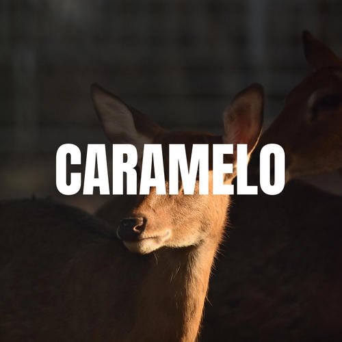 CARAMELO (Explicit)