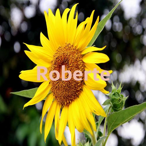 Roberte