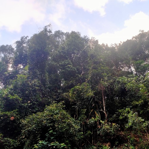 Kehilangan orang tua