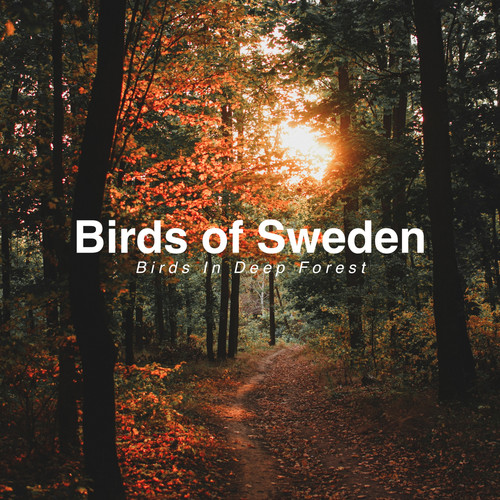 Birds in Deep Forest