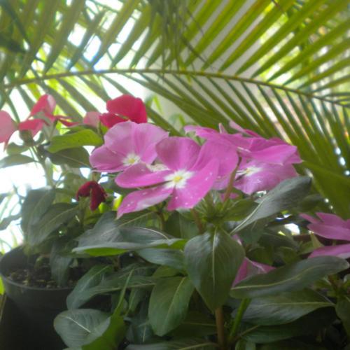 Blush (feat. h3artch3rades & 555phoenix)