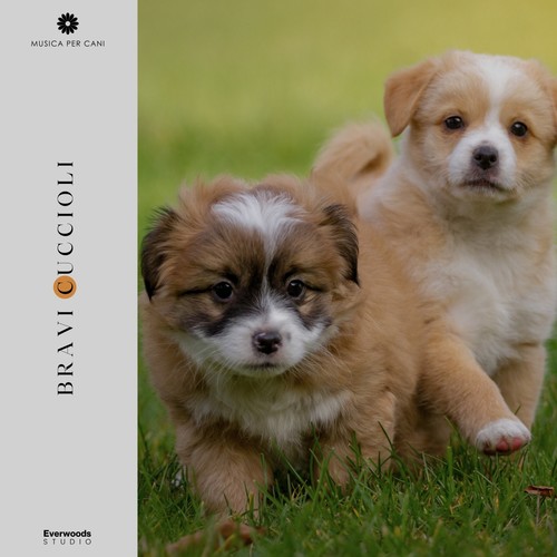 Bravi Cuccioli