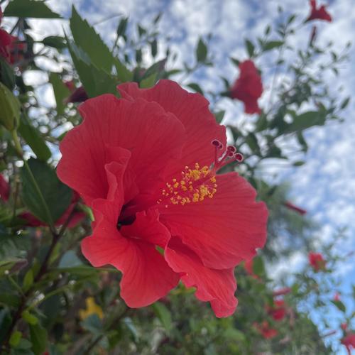 don't go (feat. riensu & manni ✰) [Explicit]