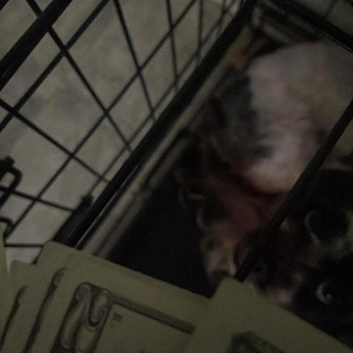 Notice me (Explicit)