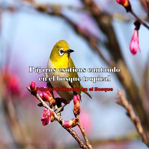Pájaros Exóticos Cantando en el Bosque Tropical