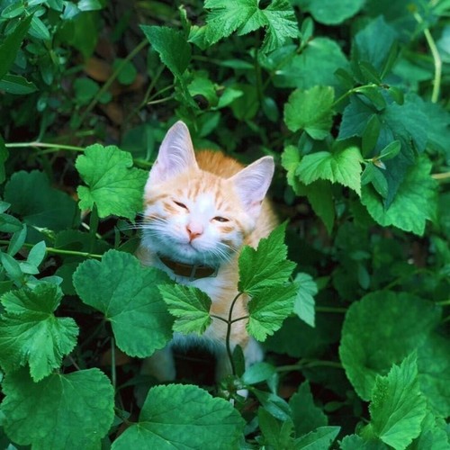 阿政的移动城堡