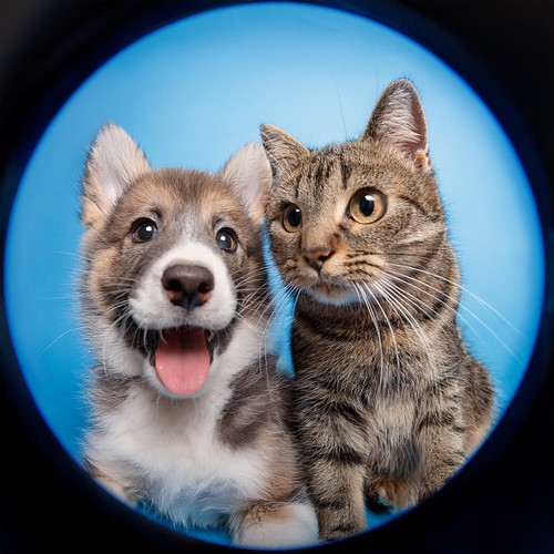 Orejas De Hip Hop: Ritmos Para Perros