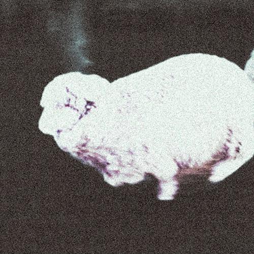 SHEEP WITHDREW (Explicit)