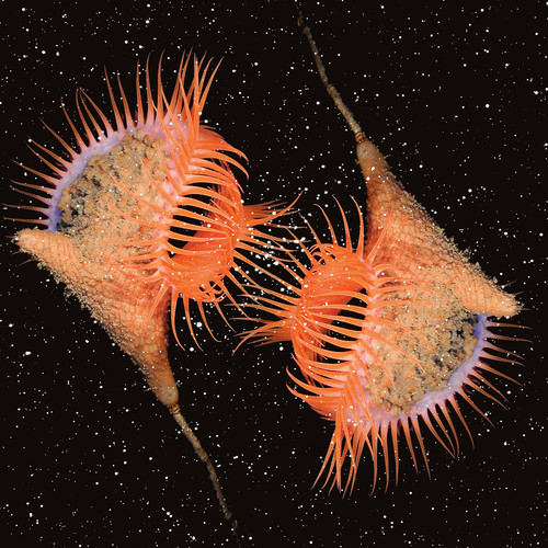 Galaxies Genesis